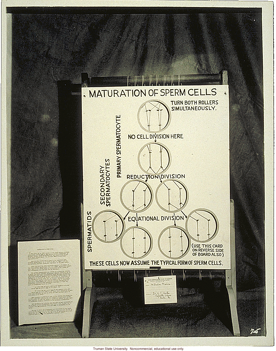 &quote;Maturation of sperm cells,&quote; 3rd International Eugenics Conference