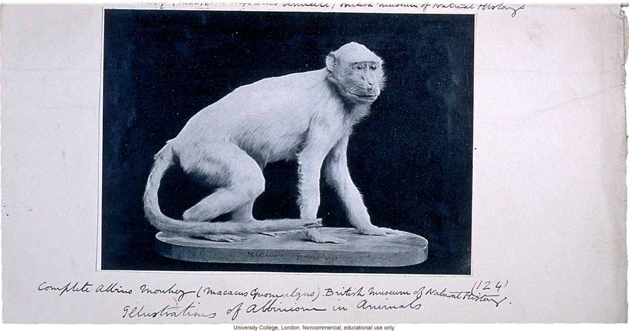 Um macaco albino do Velho Mundo, gênero Ceropithecus, vestindo um suéter no  zoológico de Londres em julho de 1922 (foto bw)